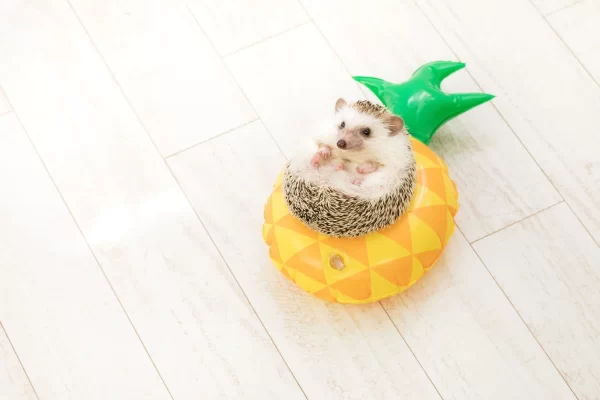 浮き輪の上で寝るハリネズミ